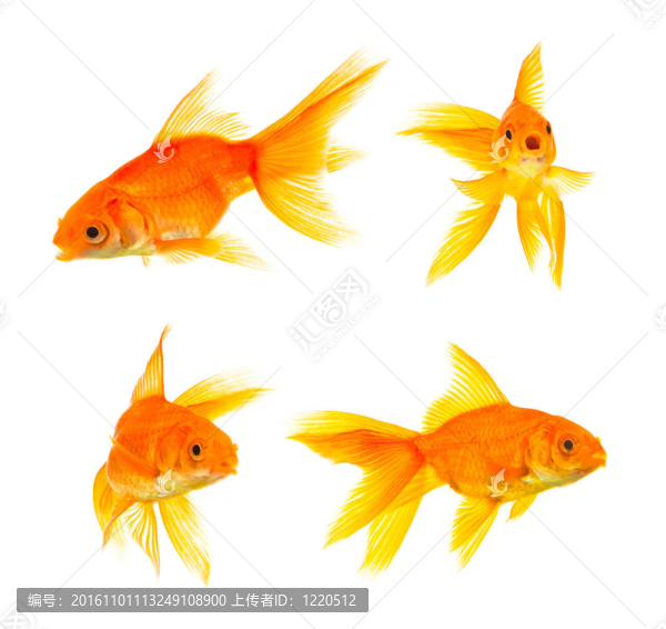 金魚(yú)