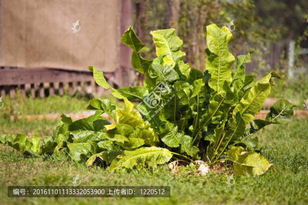 植物辣根
