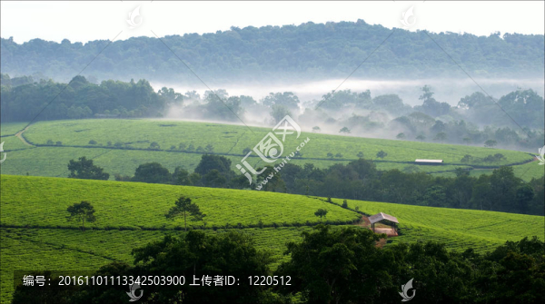 布溫迪茶園。三