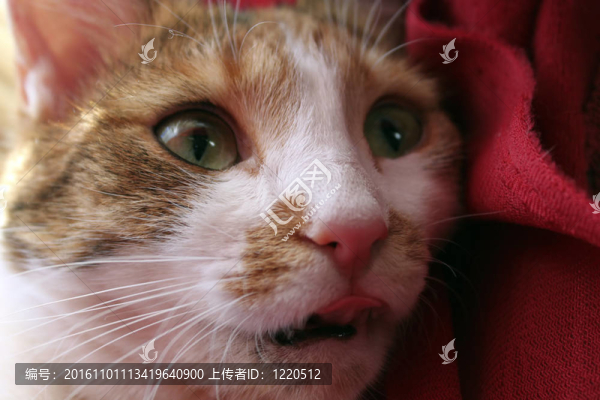 貓用它的舌頭伸出來