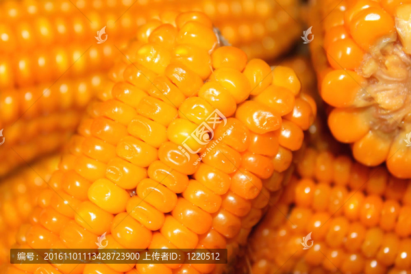 玉米棒子