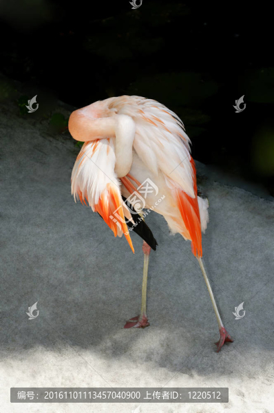 智利火烈鳥的羽毛
