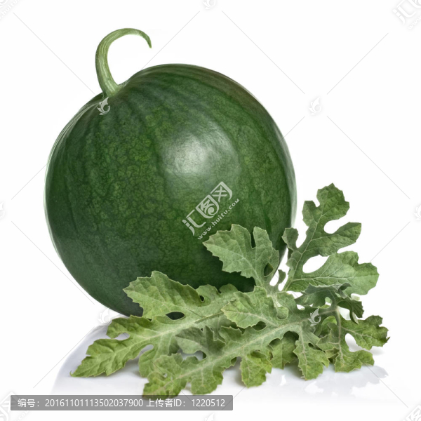 西瓜葉白
