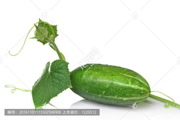 綠色的葉子與白色的葉子