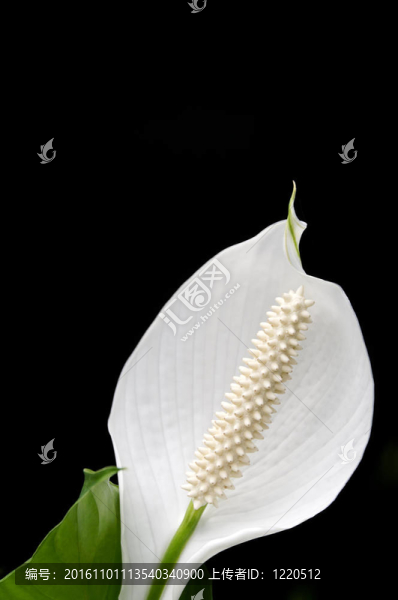 白鶴芋