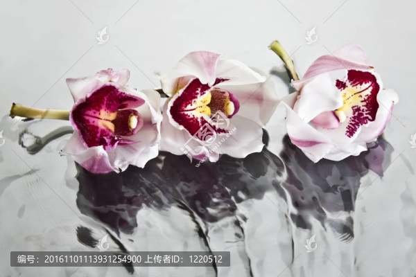 浮在水面上的蘭花