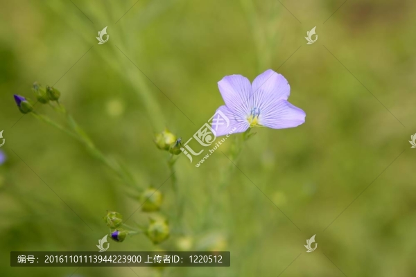 亞麻體；家庭Linaceae野花