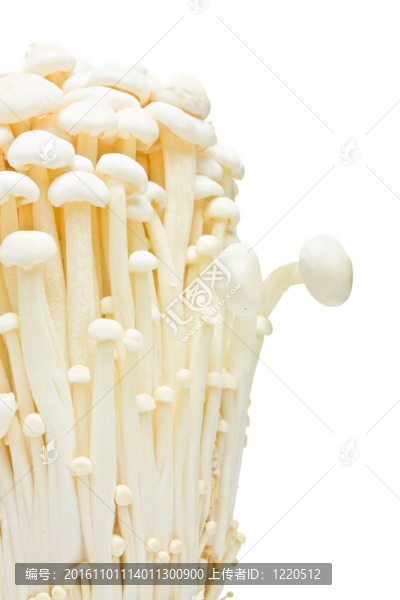 金針菇