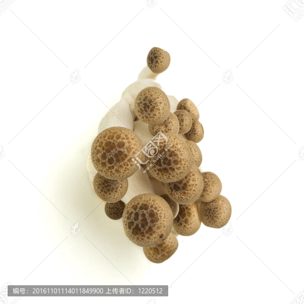 布朗山毛櫸真菌