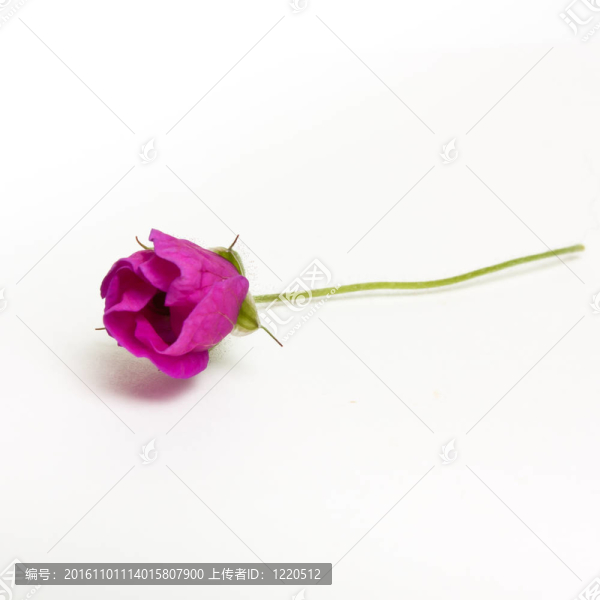 孤立的天竺葵