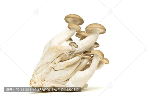 布朗山毛櫸真菌