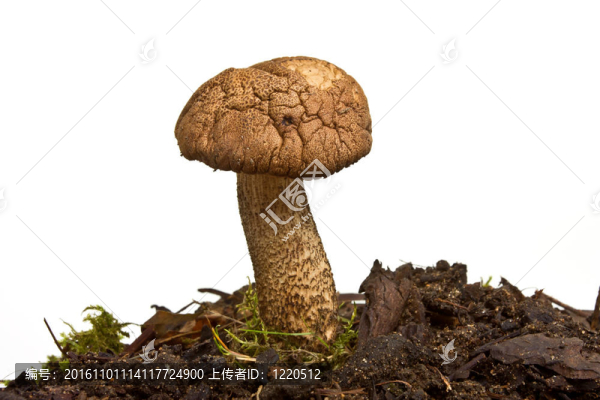 野生菌