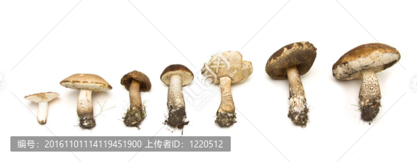 野生真菌排隊