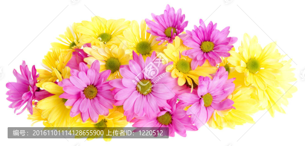 黃色和粉紅色的雛菊