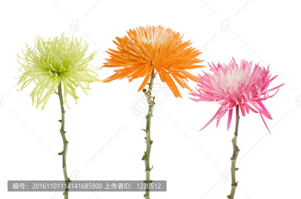三蜘蛛媽媽的菊花