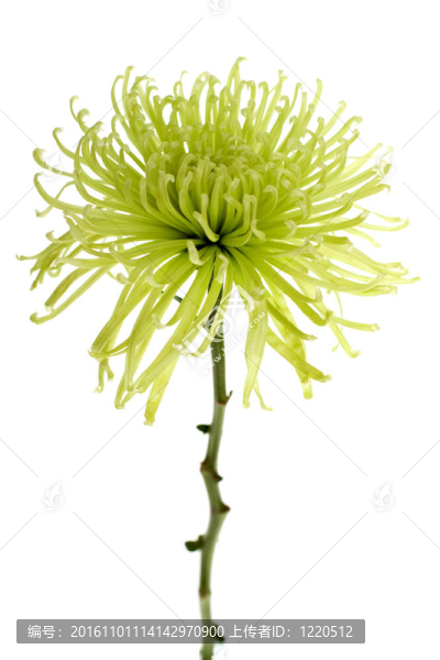 綠蜘蛛媽媽