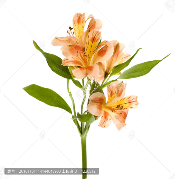 黃橙六出花莉莉噴霧