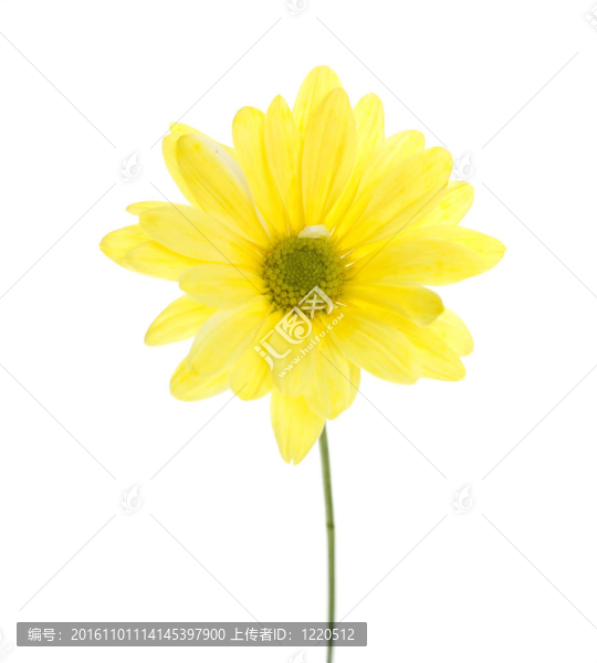 單黃大濱菊