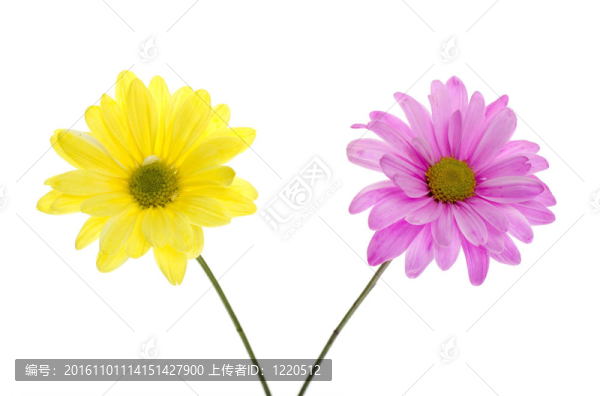 兩大濱菊的花朵：粉色和黃色