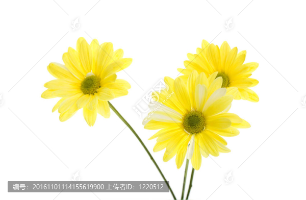 三黃大濱菊的花朵