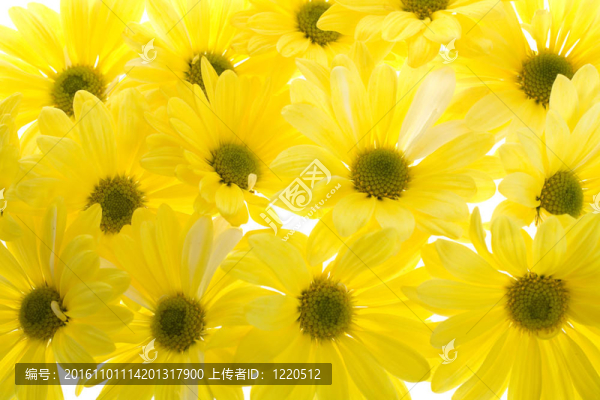 黃色的沙斯塔山雛菊花朵背景