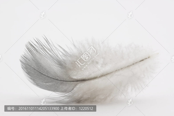 白色背景羽毛