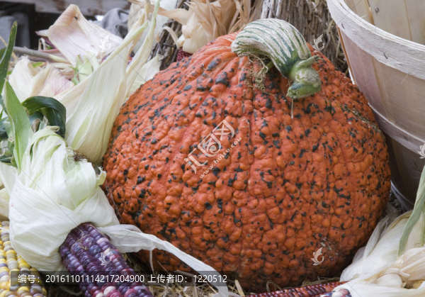 市場上的紅黑南瓜