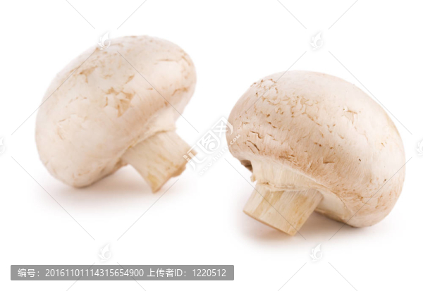 香菇中分離