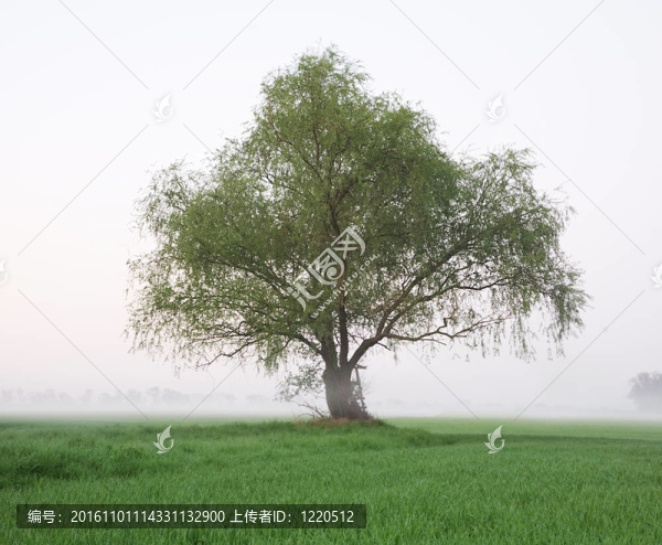 孤獨(dú)的樹