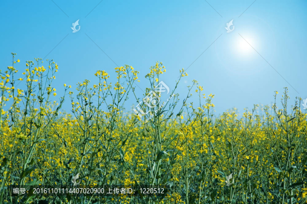 油菜