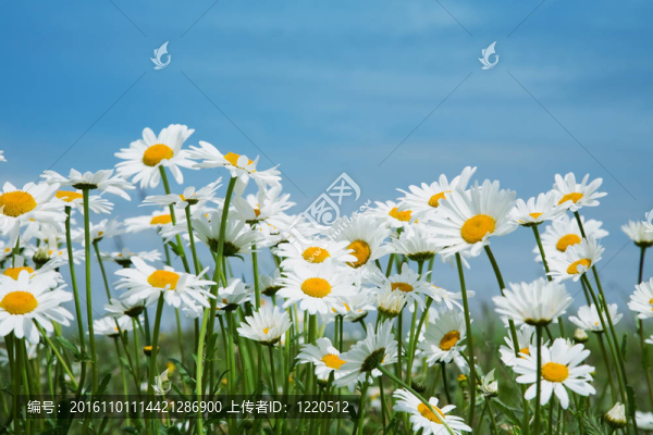 夏天的草地