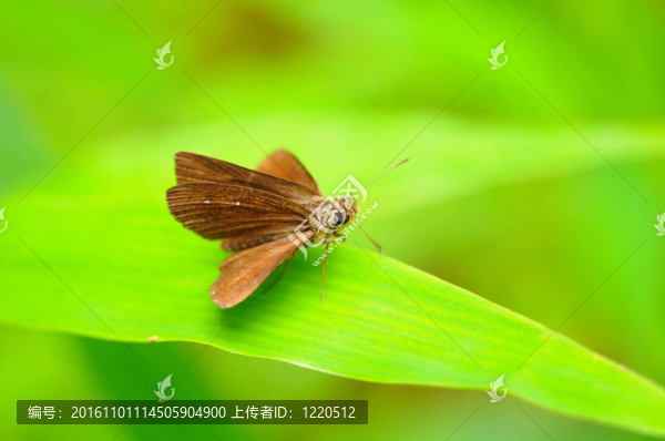 泰國(guó)的蝴蝶；