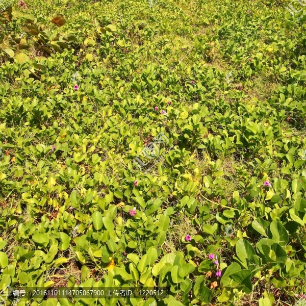 熱帶植被背景