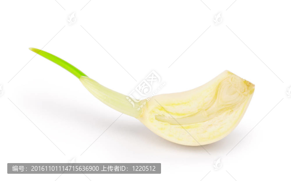 大蒜一段