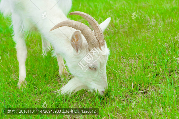 山羊吃