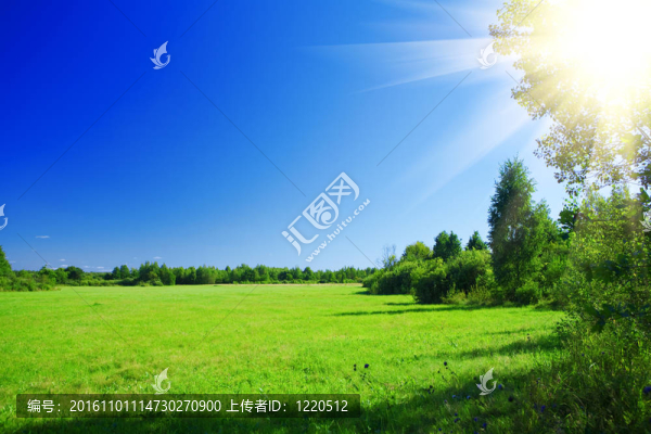 林間空地和太陽