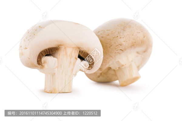 段和傻瓜香菇