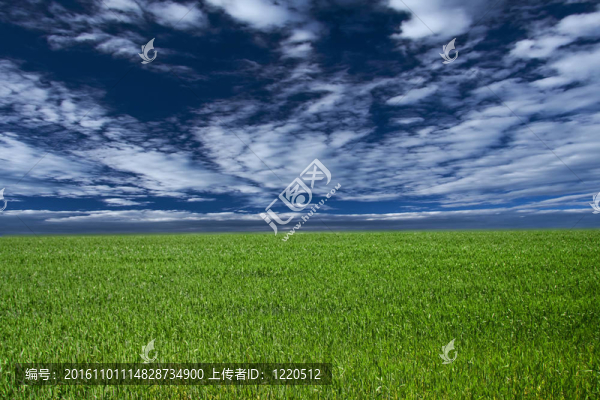 草地