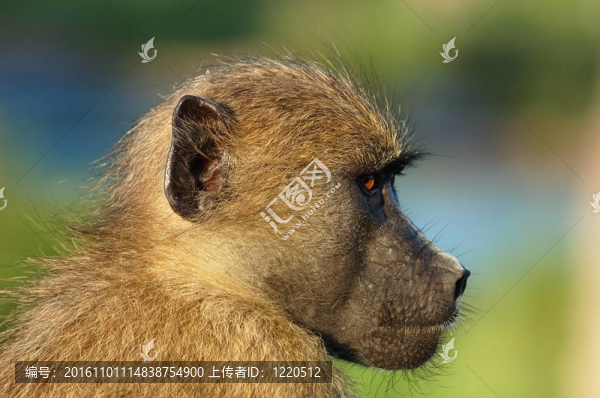 Baboon（狒狒烏爾西努）
