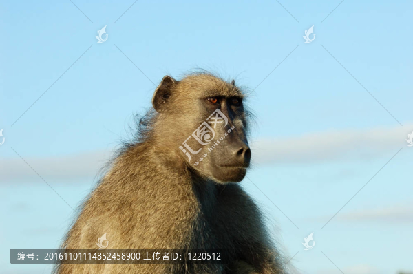 Baboon（狒狒烏爾西努）
