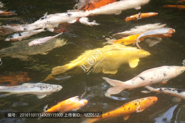 馬德拉