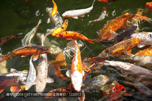 馬德拉