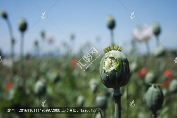 罌粟花田