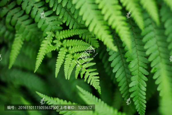 綠葉背景