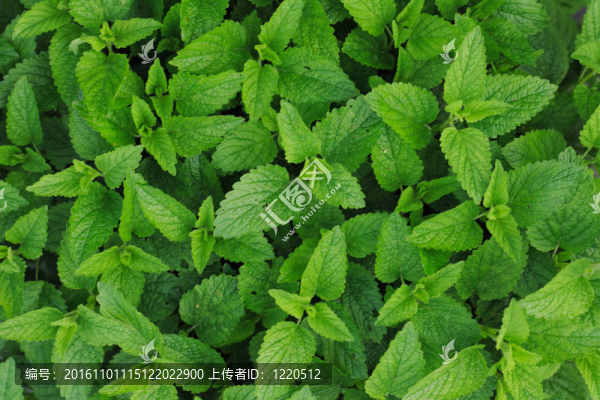 甜薄荷背景