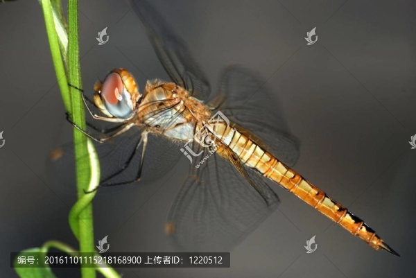 蜻蜓