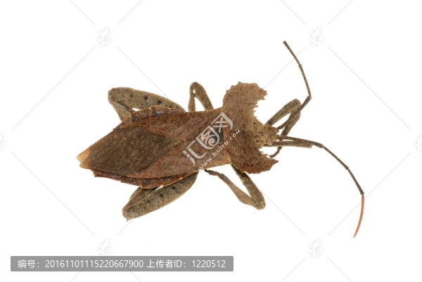 罕見的昆蟲臭味