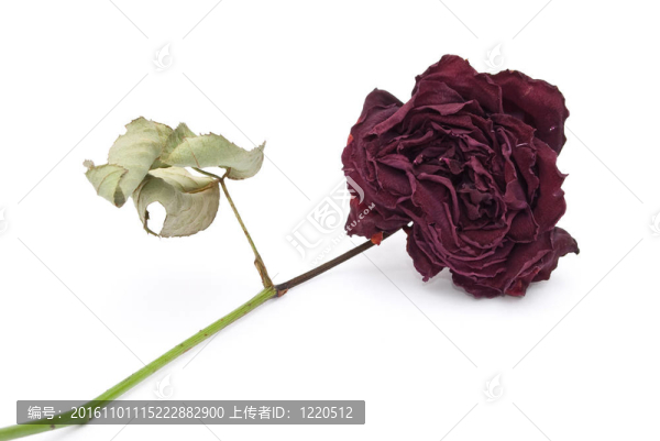 干枯的玫瑰