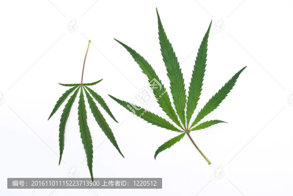 大麻的葉子