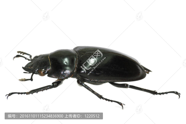昆蟲鍬甲蟲